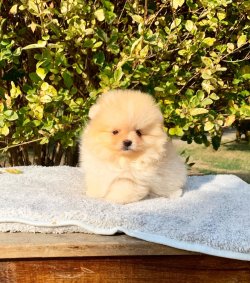 Pomeranian Boo Teddy Bear Yavrular 5