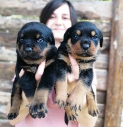 Dev ROTTWEILER Yavrularımız 2