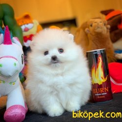 Teacup Teddy Bear Pomeranian Boo Yavrularımız 2