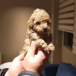 TOY POODLE YAVRULAR 3