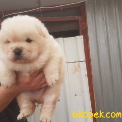 RUHSATLI KÖPEK ÇİFTLİĞİNDEN CHOWCHOW YAVRULARI 3