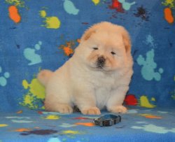Satılık Chow Chow Yavrularımız 2