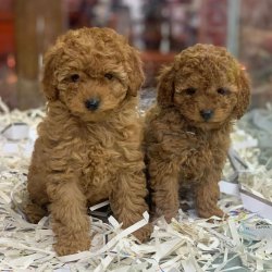 RED TOY POODLE BEBEKLER 1