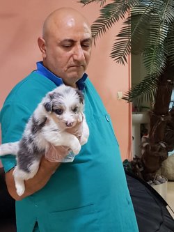 BORDER COLLIE YAVRULAR 2
