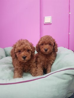 Red Poodle 2