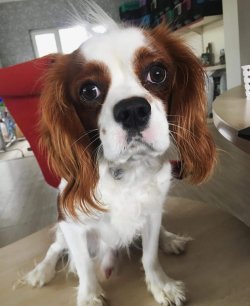 Sevimli Cavalier King Charles Yavrulari 1
