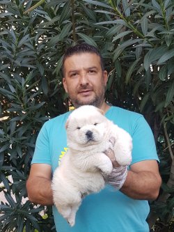 Satılık  Chow Chow Yavruları Mor Dilli 2