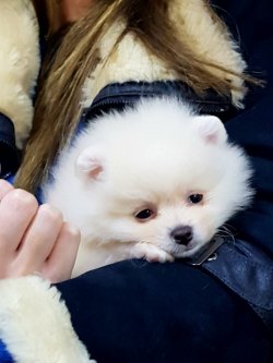 Kalite Ve Güvenin Tek Adresinden POMERANIANyavrulari 3