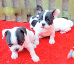 Safkan French Bulldog Yavrular İzmir 1