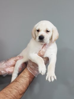 Satılık  Labrador Yavruları 2