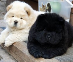 Satılık Chow Chow Yavrular 1