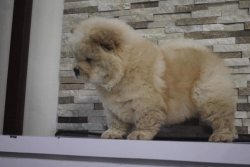 SATILIK CHOW CHOW YAVRULARI 4