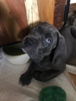 BLUE CANE CORSO YAVRULARIMIZ 5