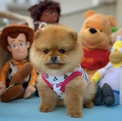 Orijinal Renk TeddyBear PomeranianBoo Yavrularımızdan 2