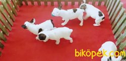 Aşılı Kimlikli Ücretli Fransız Bulldoglar 2