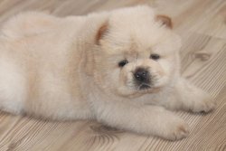 Satılık Chow Chow Yavrusu 3