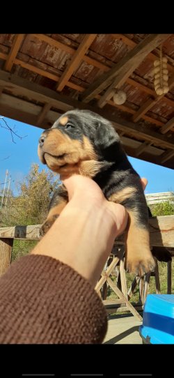 Macar Kafa Rottweiler Yavrularım Uygun Fiyat 1