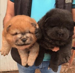 BEYAZ CHOWCHOW YAVRULARI 2
