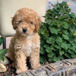 MİNİ TOY POODLE APRİCOT YAVRULAR 1