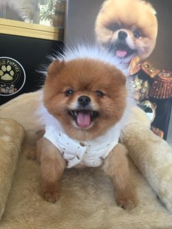 AYI SURAT POMERANİAN TEDY BEAR BOO YAVRULA 1