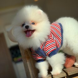 3 Aylık Yarışma Düzeyi PomeranianBoo Oğlumuz 1