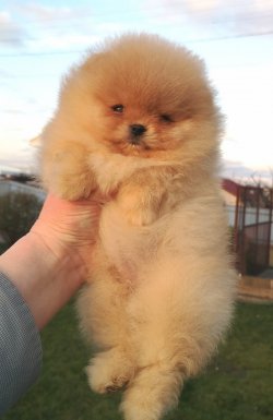 AYI SURAT POMERANİAN  ORJİNAL BOO 1