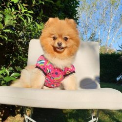 Orji̇nal Pomerani̇an Boo 4