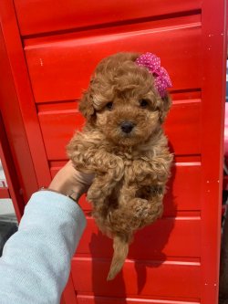 Toy Poodle Red Apricot Yavrularımız 1