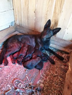 Satılık Belçika Kurdu Yavruları (Malinois ) 4