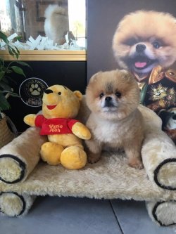 AYI SURAT POMERANİAN BOO DOG EĞİTİMLİ  YETİŞKİNLER 3