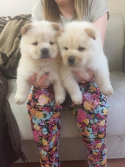 Chow Chow Çi̇n Aslanı Yavrularımız Afyondan 2
