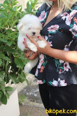 Süper Kalite Kartopu Gibi Maltese Terrier Bebekler Geldi 1