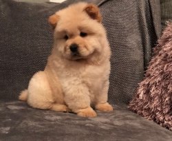 Chow Chow Yavrularımız 1