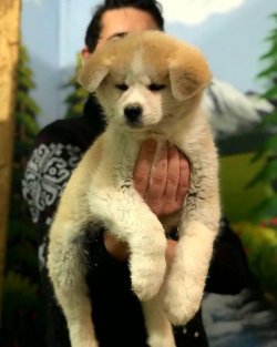 Japon Akita Inu Yavruları 1