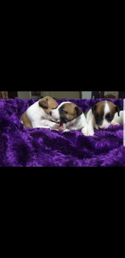 Jack Russell Yavulari 4