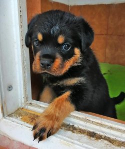 Çiftliğimizden Üst Kalite ROTTWEILER Yavrularımız 4