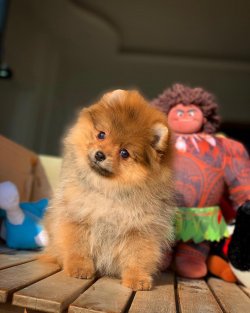 -Yeni Gelen TeddyBear PomeranianBoo Yavrularımızdan 1