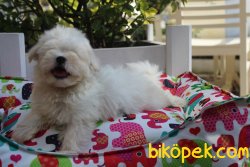 Süper Kalite 0 Numara Maltese Terrier Yavrularımız Geldi 4