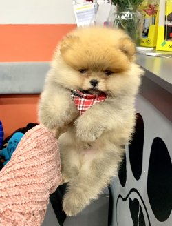 Pomeranian Boo Gülen Suratlı Yavrularımız 4