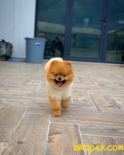 Orjinal Sertifikalı Pomeranian Boo Yetişkinlerimizden 2