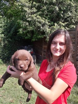Sevimli Labrador Retriever Yavrularımız 5