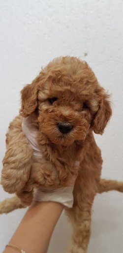 SAFKAN TOY POODLE YAVRULARIMIZ 1