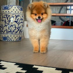 Yetişkin TeddyBear PomeranianBoo Oğlumuz 2