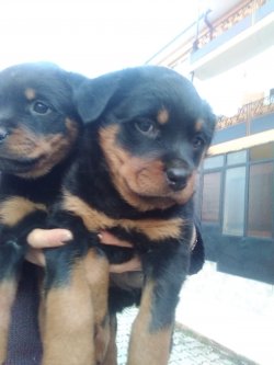 Rotweiller Yavrular 2