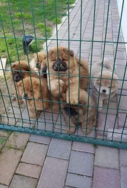 Chow Chowda Akla Gelen İ̇lk İ̇si̇mden A Kali̇te Kızıl Chow Chow Yavrular 1