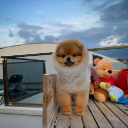 Üst Segment PomeranianBoo Yetişkin Oğlumuz 2
