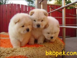 RUHSATLI KÖPEK ÇİFTLİĞİNDEN CHOWCHOW YAVRULARI 4