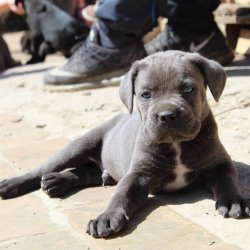 Cane Corso Yavrularımız 3