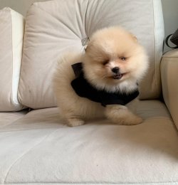 Krem-Beyaz Orjinal Ayı Surat Boo Pomeranian Yavrular 3