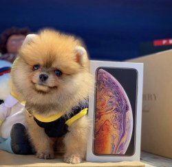TeddyBear Yüz Yapısına Sahip PomeranianBoo Kızımız 1